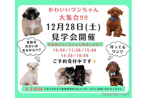 成約済の神奈川県のトイプードル-357887の3枚目